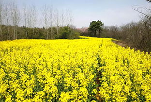 偷得浮生半日閑，一路踏青到平山——平山生態(tài)園春日游園采摘季歡迎您